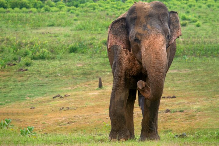 Udawalawe National Park | Private Safari Tour - Photo 1 of 11